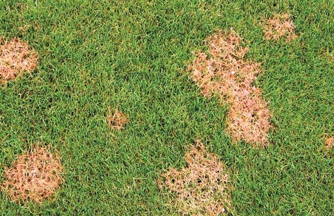 Các triệu chứng của bệnh sợi chỉ đỏ
