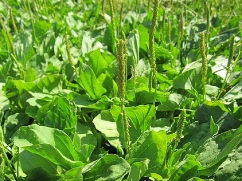 Cỏ mã đề