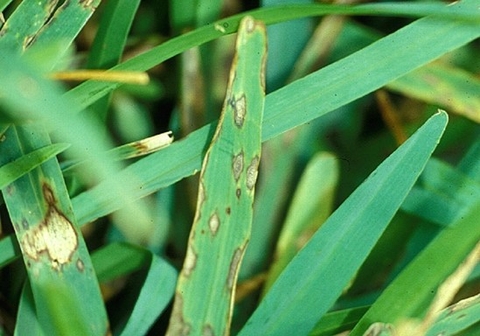 Bệnh đốm lá xám