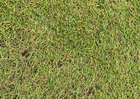Cận cảnh giun đùn trên sân golf
