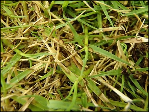 Vết bệnh hình thành trên phiến lá