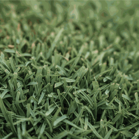 Hạt giống cỏ Sun Queen Elite Seeded Bermudagrass