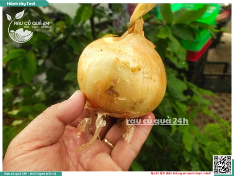 Củ Hành tây tươi Đà Lạt 300g