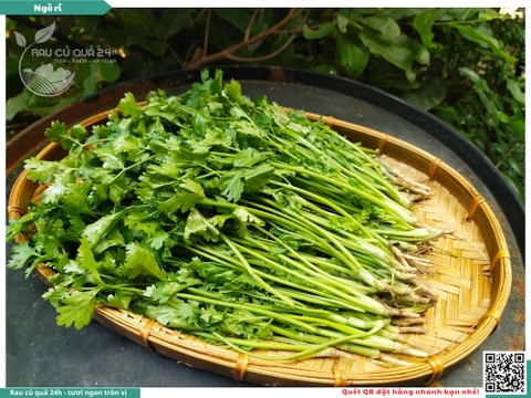 Rau nêm Ngò rí Đà Lạt 65g