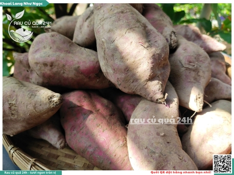 Khoai lang Như ngọc