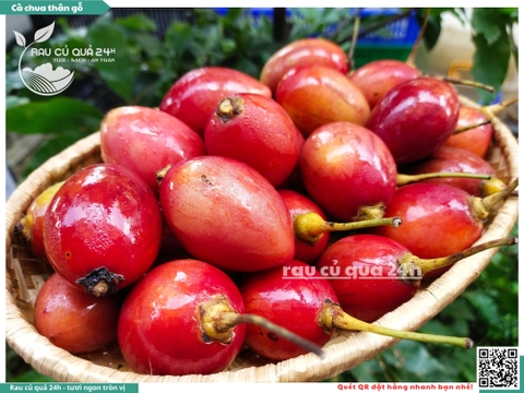 Cà chua thân gỗ hộp 500g