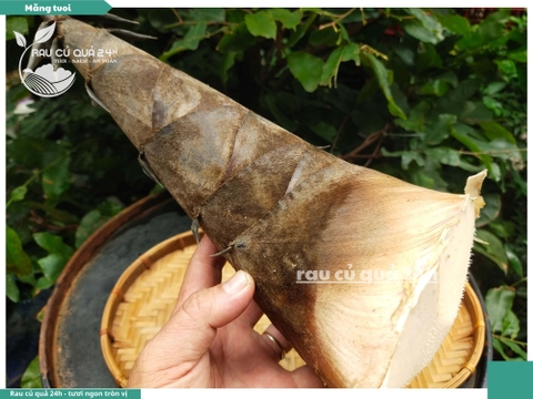 Măng tươi - 1 cây