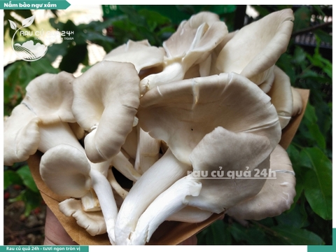 Nấm bào ngư xám khoảng 200g