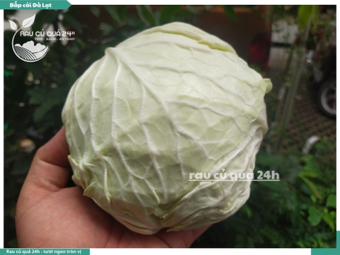 Bắp cải Đà Lạt