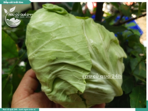 Bắp cải trái tim - 1 cây