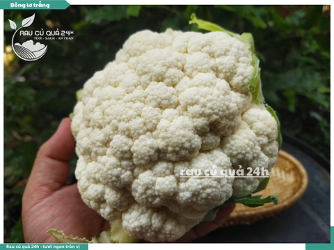 Bông lơ trắng 1 bông