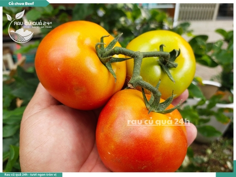 Cà chua Beef