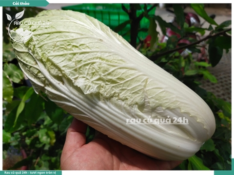 Cải Thảo - 1 cây