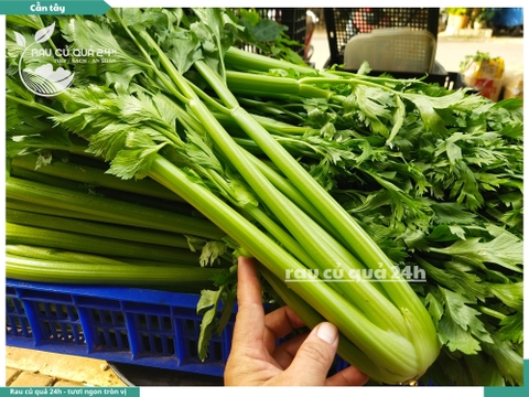 Cần tây cây vừa