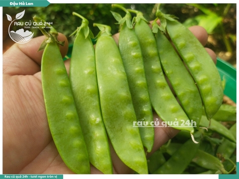 Đậu hà lan trái - 170g