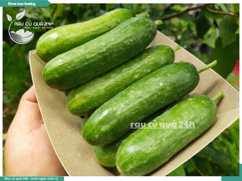 Dưa leo baby