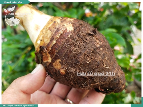 Khoai môn sáp Đà Lạt