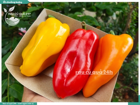 Ớt chuông baby