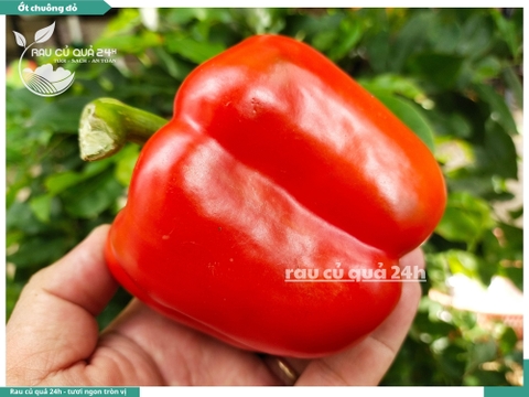 Ớt chuông đỏ trái vừa