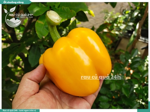 Ớt chuông vàng trái vừa
