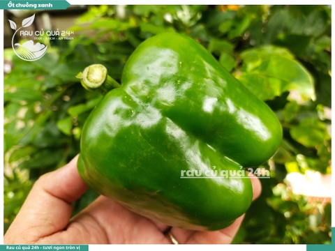 Ớt chuông xanh trái vừa