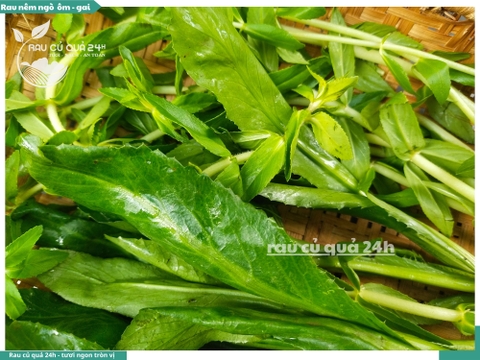 Rau Nêm Ngò ôm - Ngò gai khoảng 100g