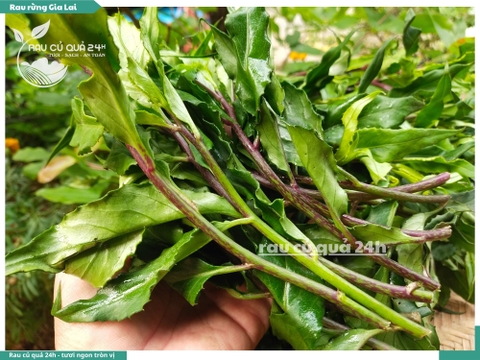 Rau rừng Gia Lai (Bầu đất , rau lủi) khoảng 500g