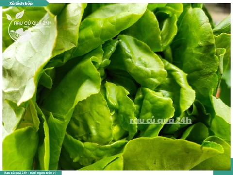 Xà lách mỡ (búp) thủy canh