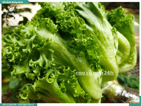 Xà lách thủy tinh