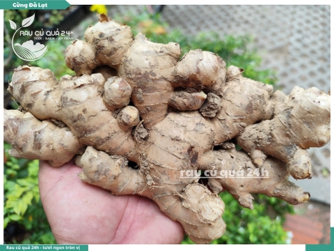 Gừng ta (gừng sẻ)