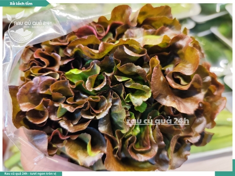 Xà lách xoăn (lô lô) tím