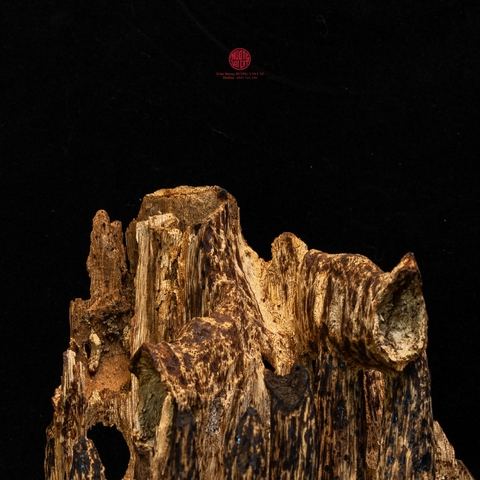 Trầm cảnh Kiến già dầu thiên nhiên cao cấp