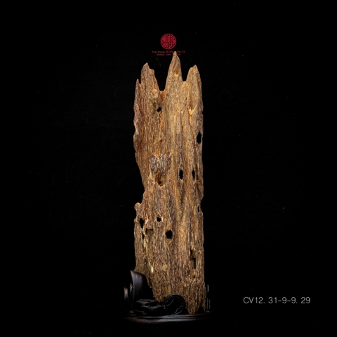 Trầm cảnh Kiến già dầu thiên nhiên cao cấp