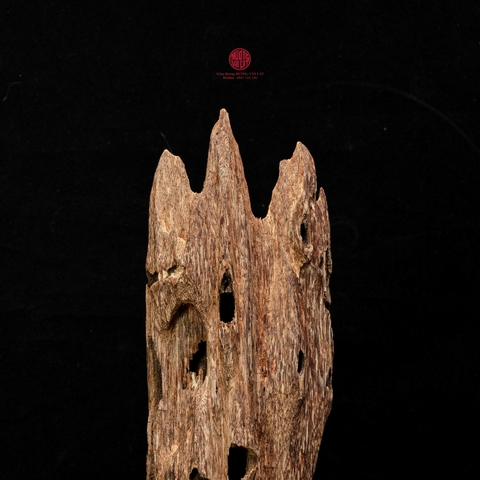 Trầm cảnh Kiến già dầu thiên nhiên cao cấp