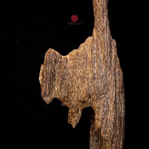 Trầm cảnh Kiến già dầu thiên nhiên cao cấp