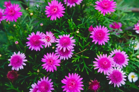 Chuyện đời thường tại Nhà thuốc Phúc An