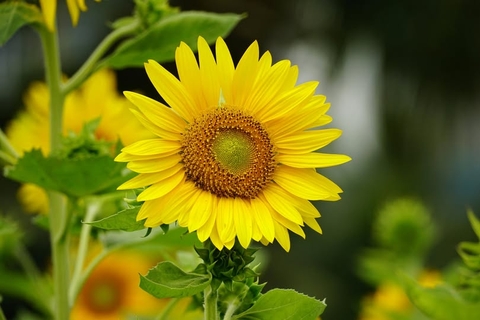 Chuyện đời thường tại Nhà thuốc Phúc An