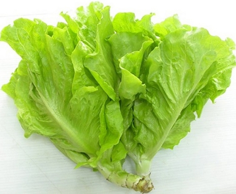 Xà lách cây