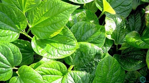 Rau đay