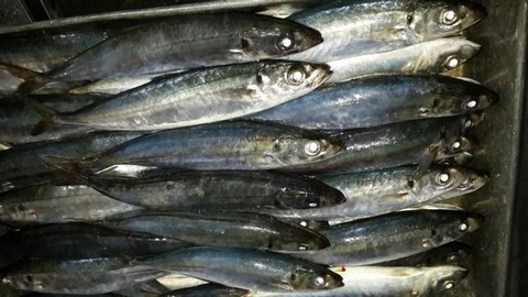 Cá nục cấp đông