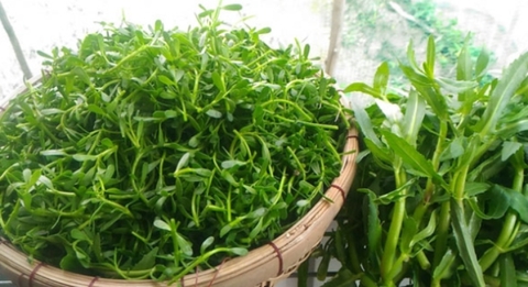 Rau đắng