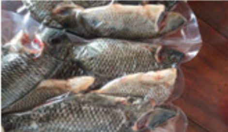 Cá phi biển làm sạch