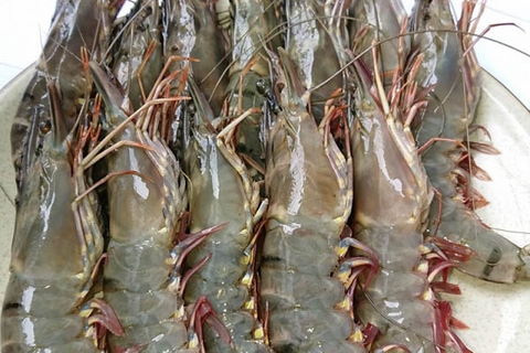 Tôm tươi