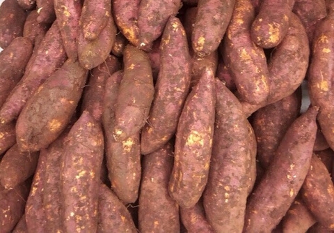 Khoai lang mật đà lạt