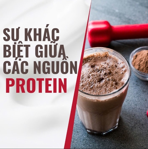 Sự Khác Biệt Giữa Whey Protein và Các Nguồn Protein Khác