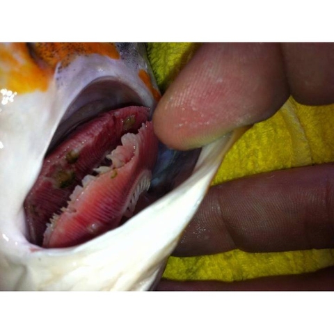 Thuốc PARACIDE CZ18 - Trị Ký Sinh Trùng Cho Cá