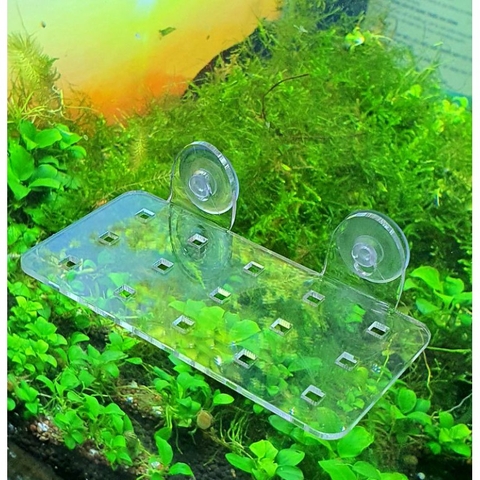 Giá Đỡ Cây Thủy Sinh Mica - Vỉ Acrylic Trồng Cây Thủy Sinh - Tấm Nâng Acrylic | Giá Thể Ươm Cây
