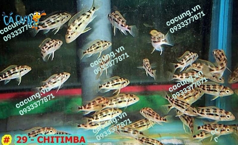 CHITIMBA