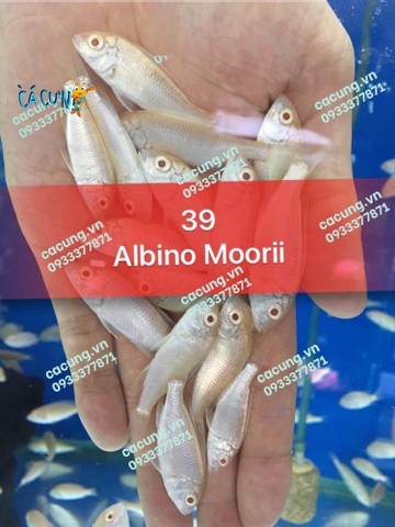 ALBINO MOORII (HEO TRẮNG)