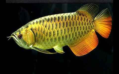 ĐÈN LED CÁ RỒNG MAYIN SUPER COLOUR MÀU VÀNG DÀNH CHO BỐI